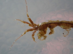 Caprella penantis