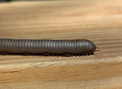 Smokey Oak Millipede photo 3