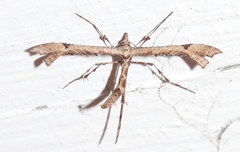 Amblyptilia
