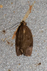 Argyrotaenia juglandana