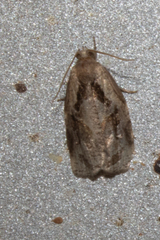 Archips grisea