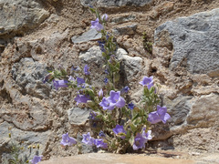 (c) Joey Bom, some rights reserved (CC BY) Campanula tomentosa, photograph (c) Joey Bom, some rights reserved (CC BY)