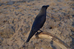 Corvus splendens