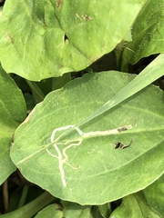 Phytomyza plantaginis