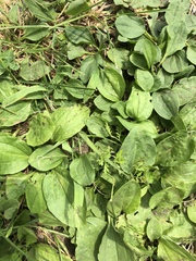 Phytomyza plantaginis