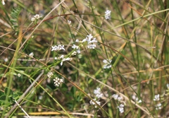 Asperula cynanchica