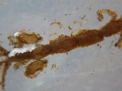 Caprella penantis