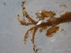 Caprella penantis