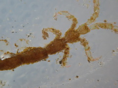 Caprella penantis