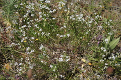Asperula cynanchica