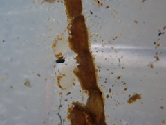 Caprella penantis