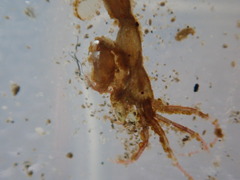 Caprella penantis