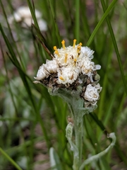 Antennaria lanata