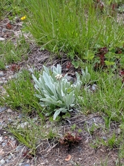 Antennaria lanata