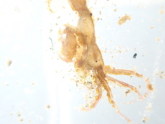 Caprella penantis