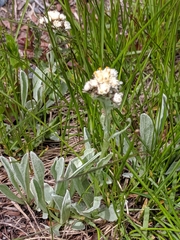 Antennaria lanata