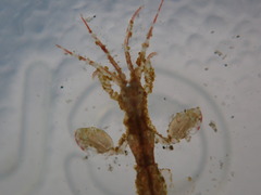 Caprella penantis