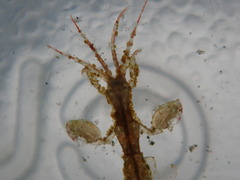 Caprella penantis