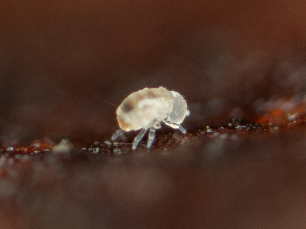 Megalothorax minimus V.Willem, 1900