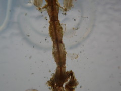 Caprella penantis