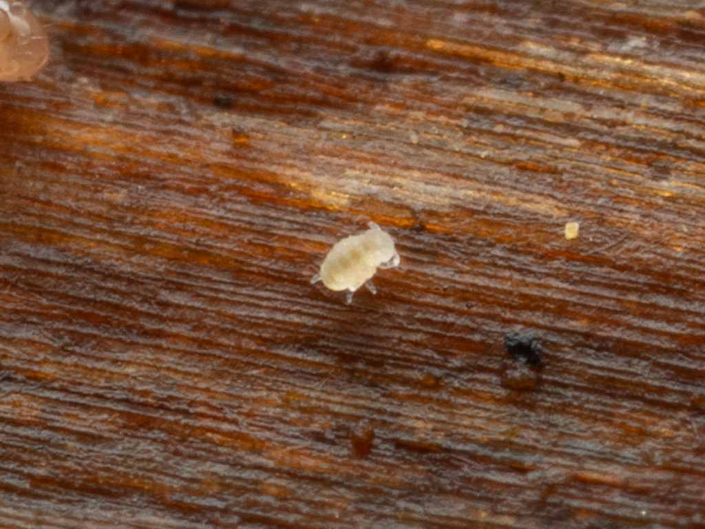 Megalothorax minimus V.Willem, 1900