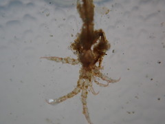 Caprella penantis