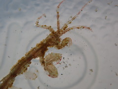 Caprella penantis