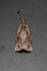 Archips grisea