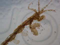Caprella penantis