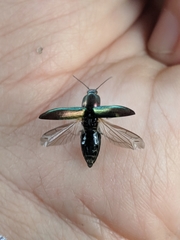 Nitidolimonius resplendens