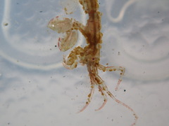 Caprella penantis