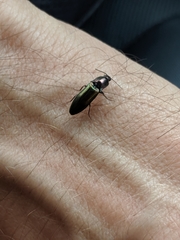 Nitidolimonius resplendens