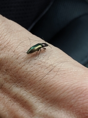 Nitidolimonius resplendens