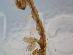 Caprella penantis