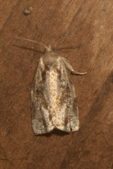 Archips grisea