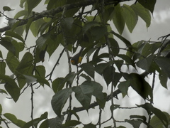 Myioborus ornatus