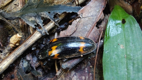 Megalodacne audouini (Megalodacne audouini)