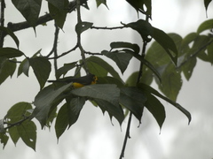 Myioborus ornatus