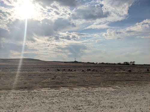 Wild Turkey photographed in Kansas