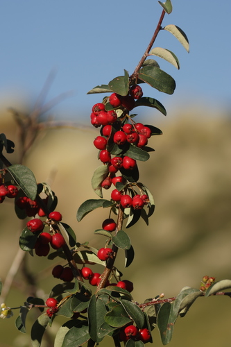 Cotoneaster mongolicus, photograph 1