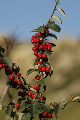 author not stated, no rights reserved Cotoneaster mongolicus, photograph author not stated, no rights reserved