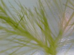 Bryopsis plumosa