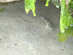 Oligocottus maculosus