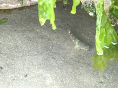 Oligocottus maculosus