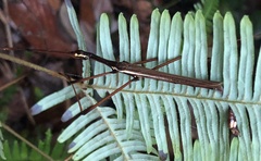 Huananphasma amicum