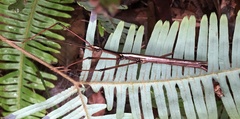 Huananphasma amicum