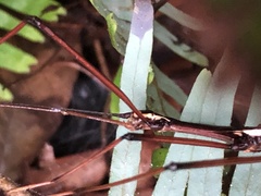 Huananphasma amicum