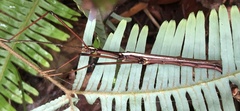 Huananphasma amicum