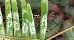 Huananphasma amicum