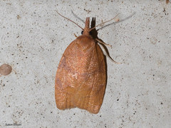 Cenopis directana